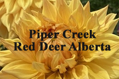 Piper Creek 2024