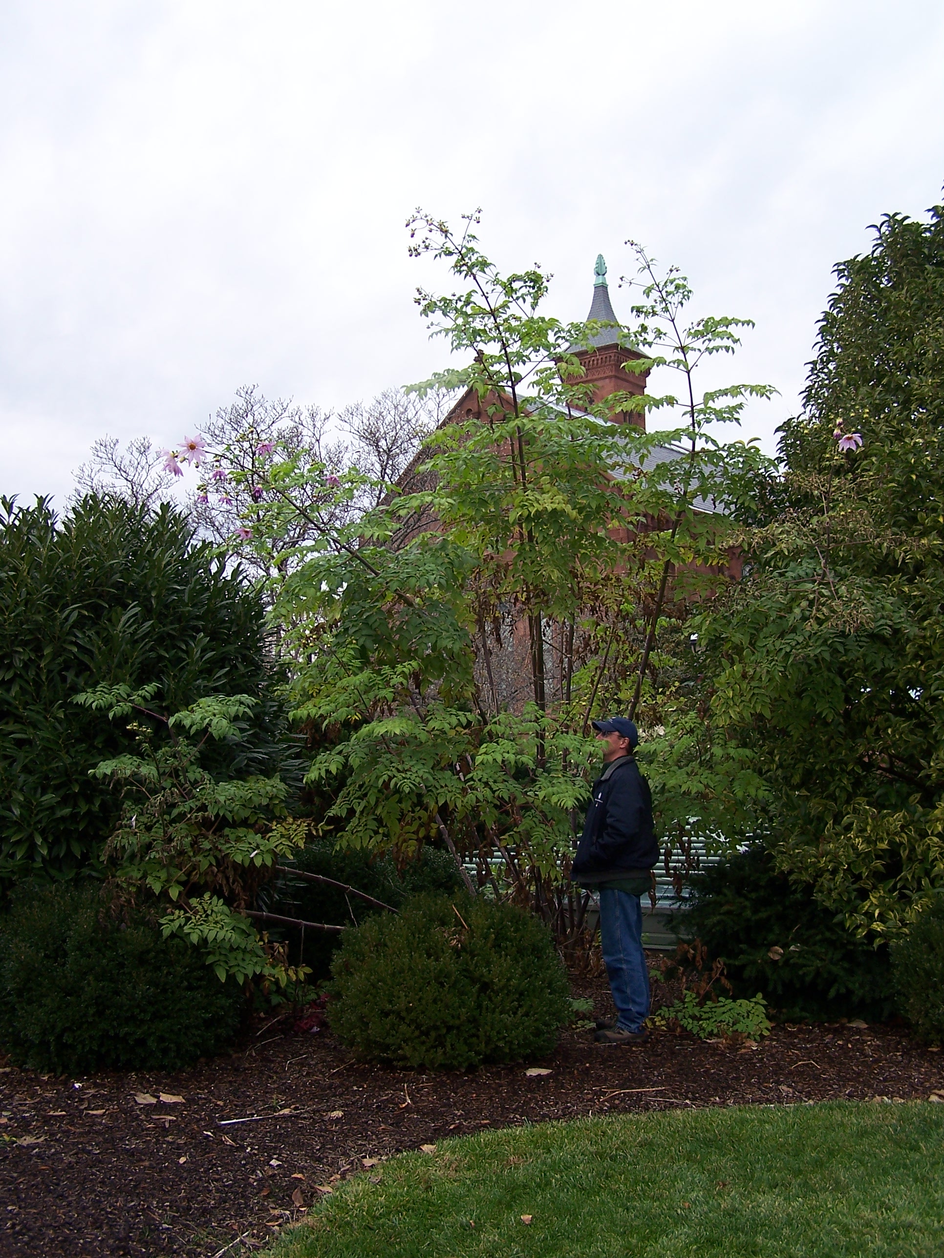 Photo showing a member of Smithsonian Staff, showing immense size of plant