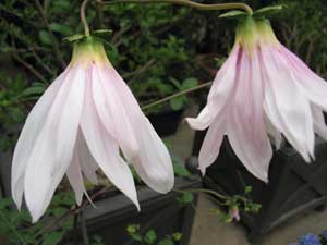 Dahlia Campanulata (Weeping Tree Dahlia)