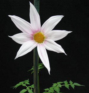 Dahlia Campanulata (Weeping Tree Dahlia) Bloom