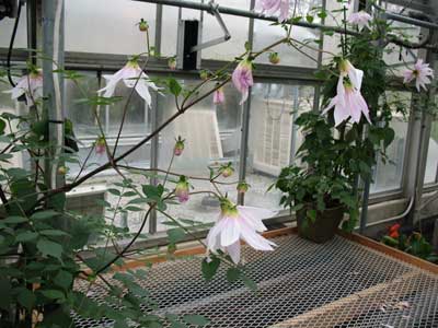 Dahlia Campanulata (Weeping Tree Dahlia)