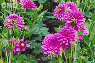 Container Dahlia Claudette