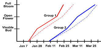 Graph of Bloom Dates for Dahlia Campanulata