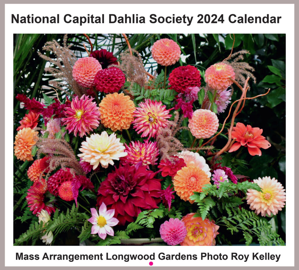 NCDS and Portland Dahlia Societies Announce 2024 Dahlia Calendar The